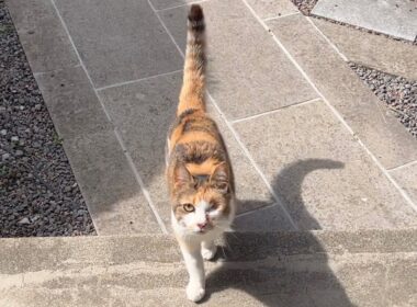 おねえちゃんお散歩行かないの？って迎えにきてくれるミー子が優しい！