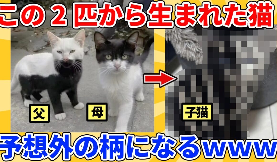 【2ch動物スレ】この2匹から生まれた子猫→神秘的な模様にｗｗｗｗｗ