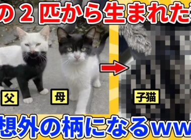 【2ch動物スレ】この2匹から生まれた子猫→神秘的な模様にｗｗｗｗｗ