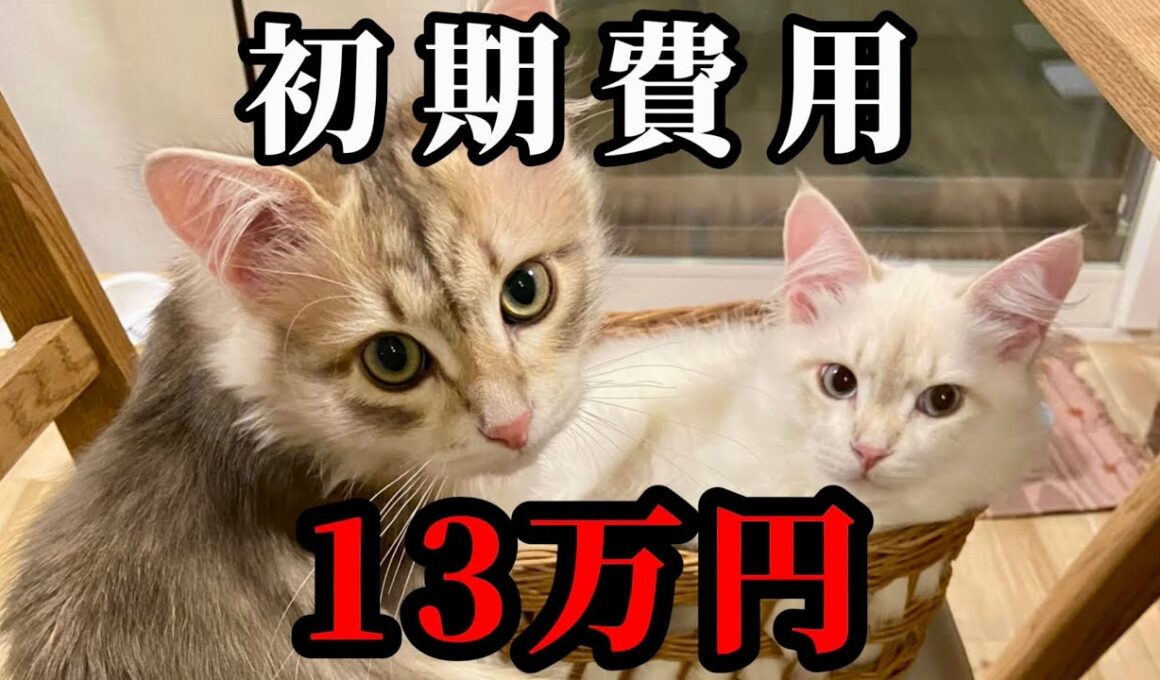 サイベリアンを迎える初期費用はいくら？実際にかかった金額を公開