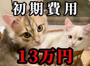 サイベリアンを迎える初期費用はいくら？実際にかかった金額を公開
