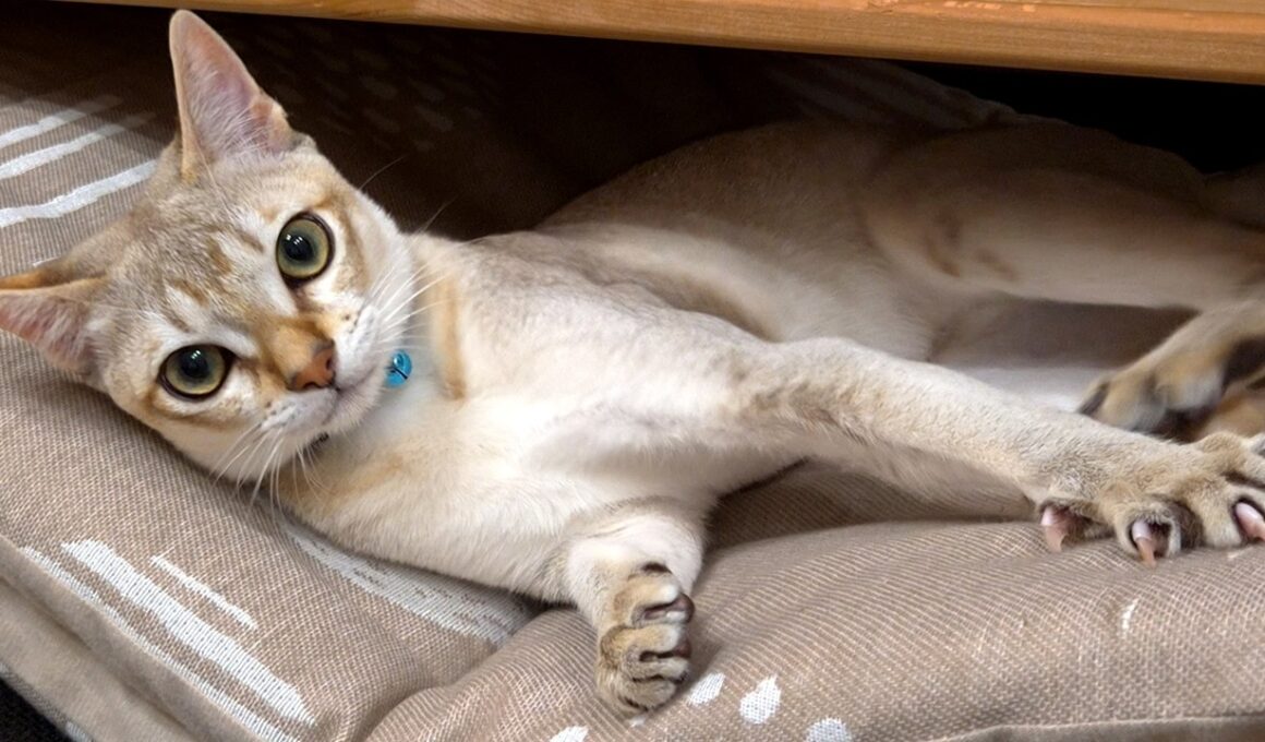 おしゃべりしながら散歩する子猫が可愛すぎて悶絶｜シンガプーラの鳴き声