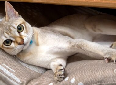 おしゃべりしながら散歩する子猫が可愛すぎて悶絶｜シンガプーラの鳴き声