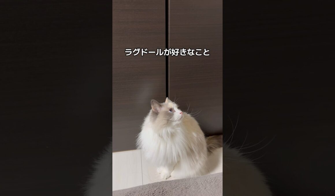 ラグドールが好きなこと👸🏻💞#shorts #猫 #cat #ラグドール