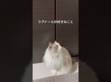 ラグドールが好きなこと👸🏻💞#shorts #猫 #cat #ラグドール