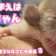 ゴミ箱に棄てられた子猫達  お名前はキンちゃん  ３Day  2026 04 18 3