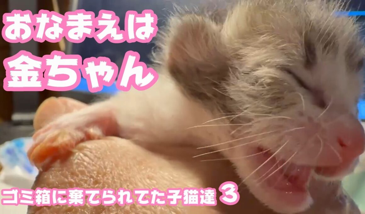 ゴミ箱に棄てられた子猫達  お名前はキンちゃん  ３Day  2026 04 18 3