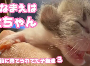 ゴミ箱に棄てられた子猫達  お名前はキンちゃん  ３Day  2026 04 18 3