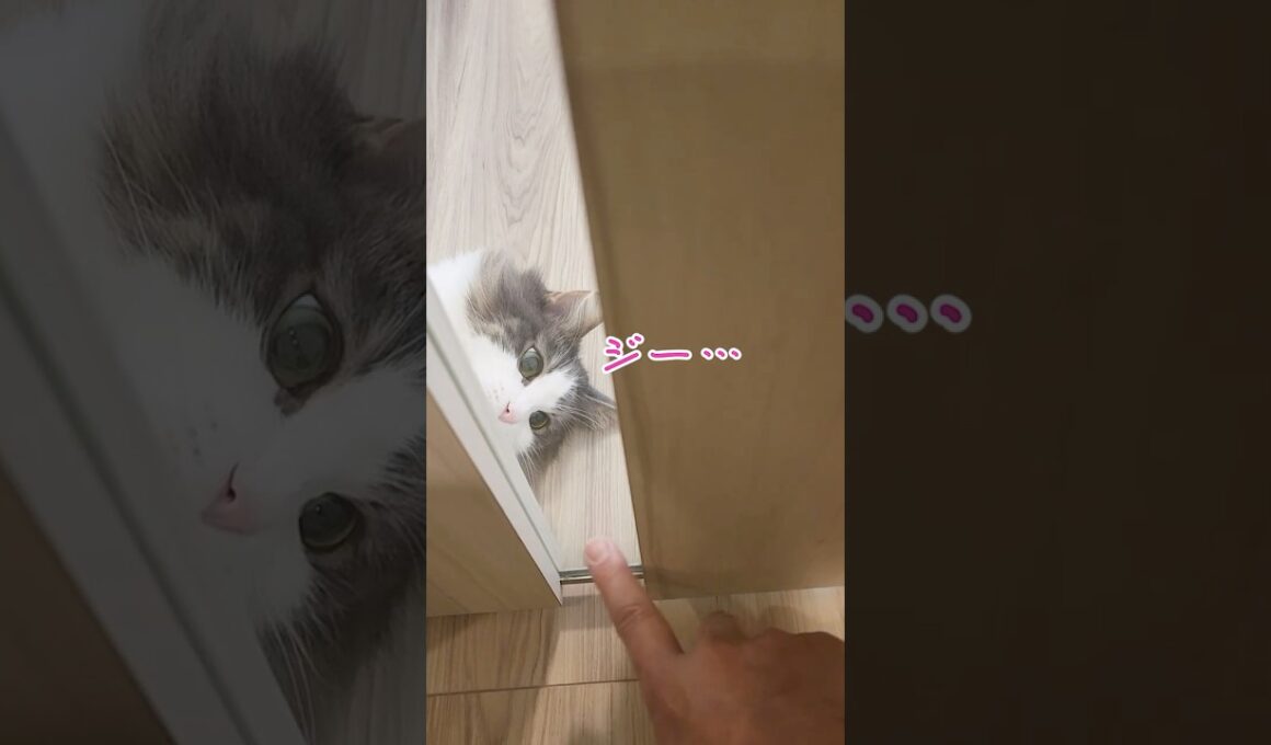 猫とふれあう朝