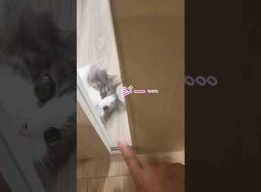 猫とふれあう朝