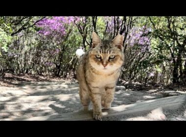 駆け寄って来たおしゃべり猫モナカの話が止まらない