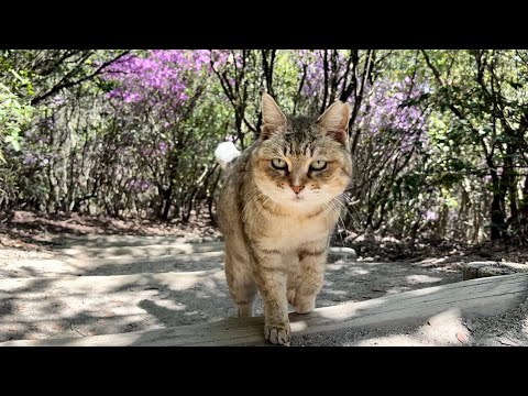 駆け寄って来たおしゃべり猫モナカの話が止まらない