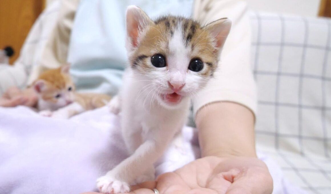 モキュモキュと不思議な鳴き声でミルクをおねだりする子猫【赤ちゃん猫　保護猫】