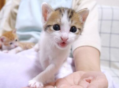 モキュモキュと不思議な鳴き声でミルクをおねだりする子猫【赤ちゃん猫　保護猫】