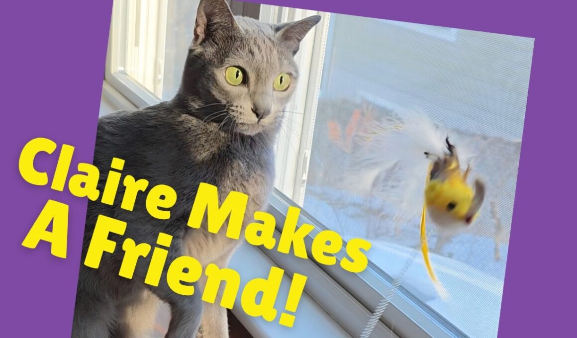 Claire Helps a Snow Bird