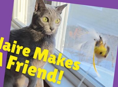 Claire Helps a Snow Bird