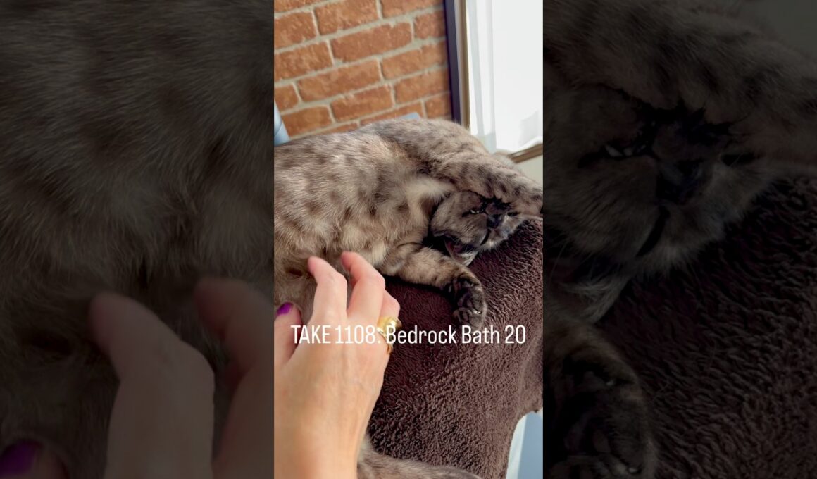 これが今シーズン最後かもな #岩盤浴 シリーズ✨ #薪ストーブ をとことん楽しむ猫 #egyptianmaucat #エジプシャンマウ #薪ストーブがある暮らし #shorts #猫と暮らす