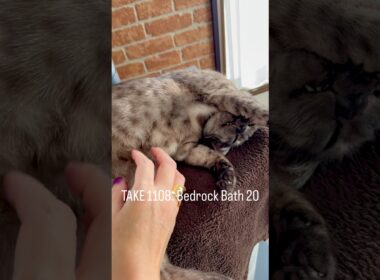 これが今シーズン最後かもな #岩盤浴 シリーズ✨ #薪ストーブ をとことん楽しむ猫 #egyptianmaucat #エジプシャンマウ #薪ストーブがある暮らし #shorts #猫と暮らす