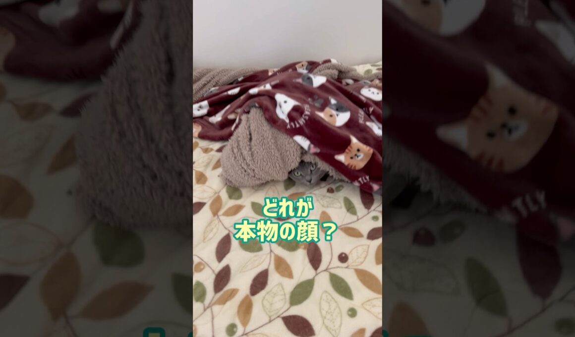 猫とかくれんぼ🫣💓 #保護猫 #ロシアンブルー #cat