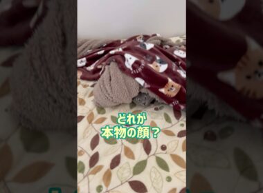 猫とかくれんぼ🫣💓 #保護猫 #ロシアンブルー #cat