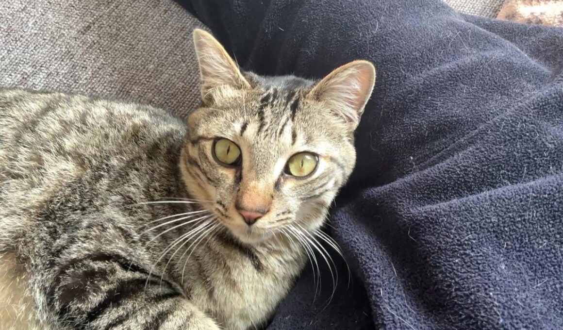 【保護猫】子猫と暮らして寝不足になった話