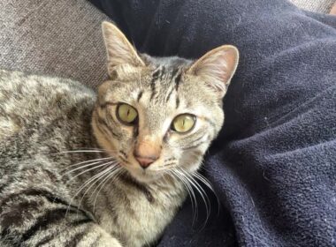 【保護猫】子猫と暮らして寝不足になった話