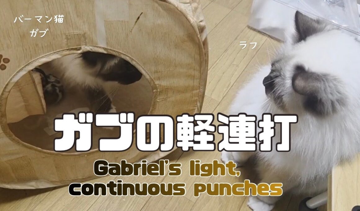 バーマン猫ガブとラフ【ガブの軽連打】Gabriel's light, continuous punches（バーマン猫）Birman/Cat