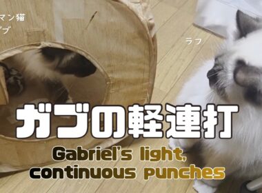 バーマン猫ガブとラフ【ガブの軽連打】Gabriel's light, continuous punches（バーマン猫）Birman/Cat
