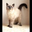 セルカークレックス子猫　Selkirk Rex　2025.９.26産まれ　ブルーポイント　巻き毛　女の子　シーダキャット猫のお店