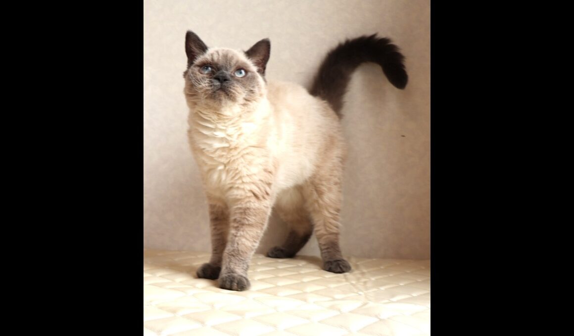 セルカークレックス子猫　Selkirk Rex　2025.９.26産まれ　ブルーポイント　巻き毛　女の子　シーダキャット猫のお店