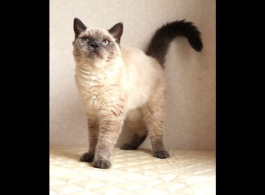 セルカークレックス子猫　Selkirk Rex　2025.９.26産まれ　ブルーポイント　巻き毛　女の子　シーダキャット猫のお店