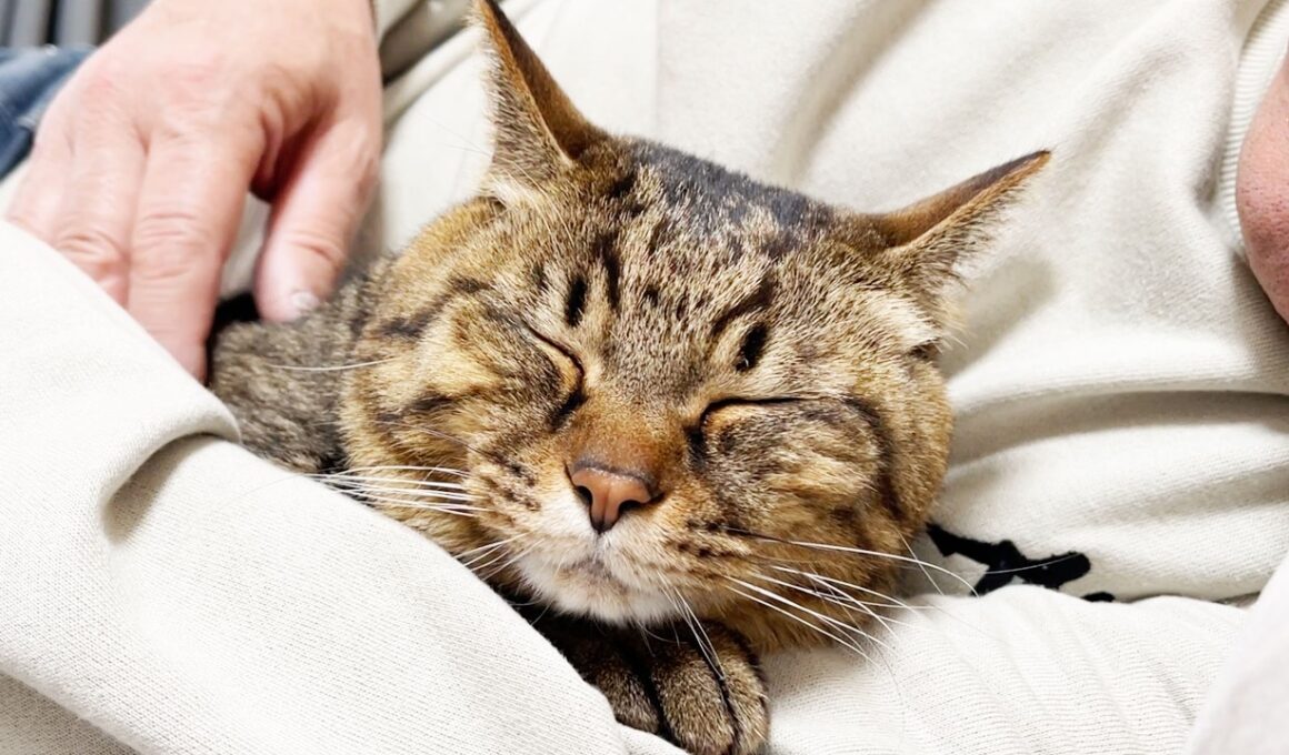 妻の父に、完全に愛猫を奪われてしまいました…