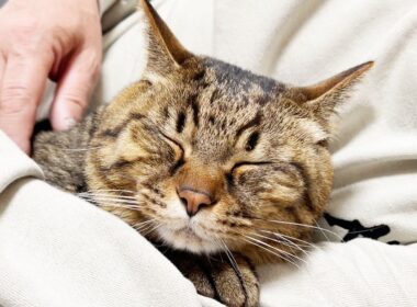 妻の父に、完全に愛猫を奪われてしまいました…