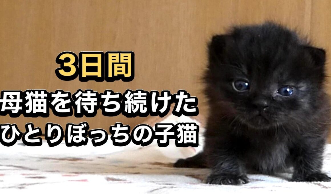 寒い雨の中、3日間ひとりだった子猫を保健所から引き取りました【保護猫日記】