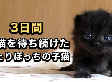 寒い雨の中、3日間ひとりだった子猫を保健所から引き取りました【保護猫日記】