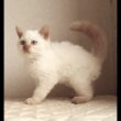 セルカークレックス子猫　Selkirk Rex　2025.12.16産まれ　　クリームポイント　巻き毛　男の子　シーダキャット猫のお店