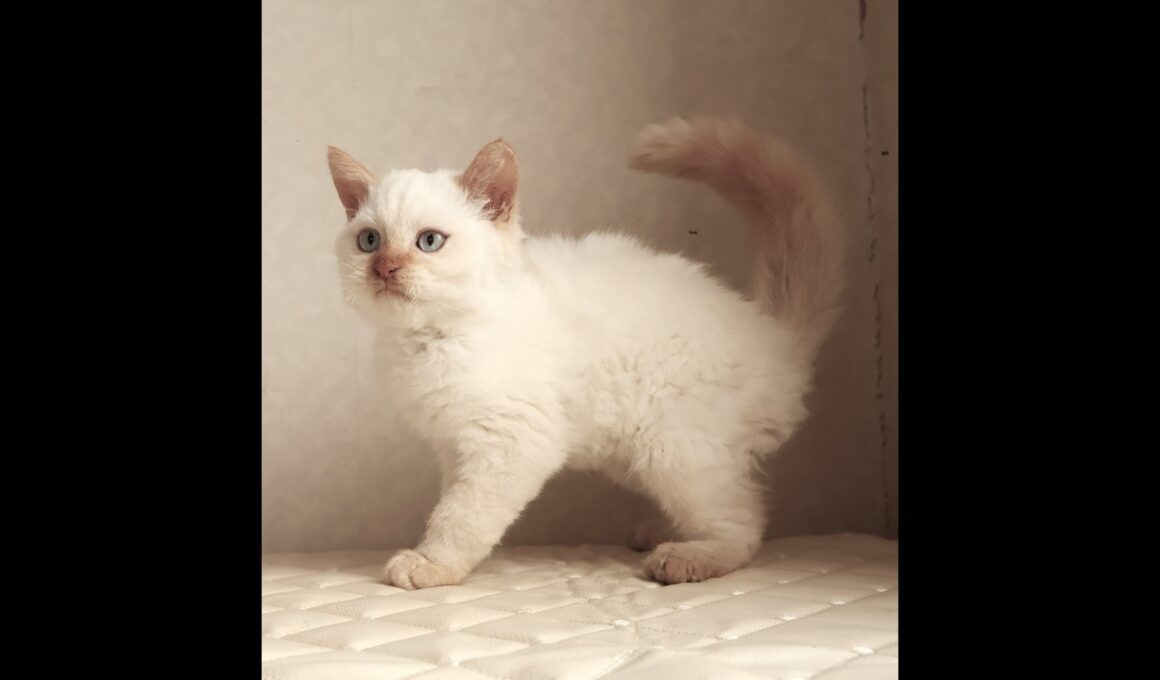 セルカークレックス子猫　Selkirk Rex　2025.12.16産まれ　　クリームポイント　巻き毛　男の子　シーダキャット猫のお店