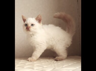 セルカークレックス子猫　Selkirk Rex　2025.12.16産まれ　　クリームポイント　巻き毛　男の子　シーダキャット猫のお店