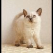 セルカークレックス子猫　Selkirk Rex　2025.12.16産まれ　　ブルーポイント　巻き毛　女の子　シーダキャット猫のお店