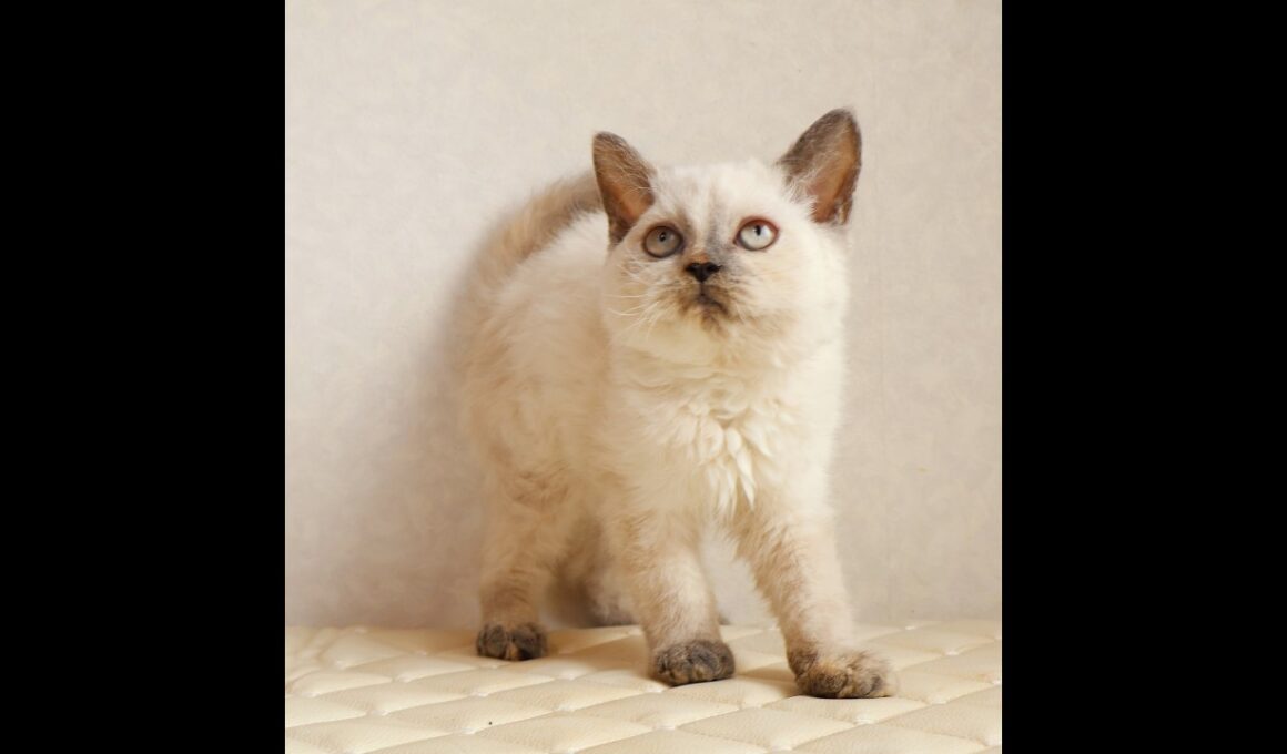 セルカークレックス子猫　Selkirk Rex　2025.12.16産まれ　　ブルーポイント　巻き毛　女の子　シーダキャット猫のお店