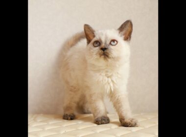 セルカークレックス子猫　Selkirk Rex　2025.12.16産まれ　　ブルーポイント　巻き毛　女の子　シーダキャット猫のお店