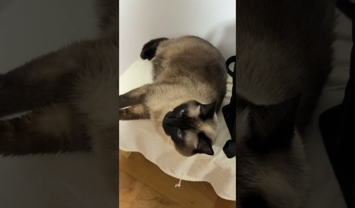 眠そうなシャム猫のふくさん【たぬき猫】 #cat #しゃむねこ #猫のいる暮らし #猫好きさんと繋がりたい #ねこ #cutecat #cat