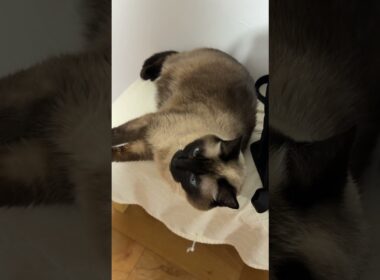 眠そうなシャム猫のふくさん【たぬき猫】 #cat #しゃむねこ #猫のいる暮らし #猫好きさんと繋がりたい #ねこ #cutecat #cat