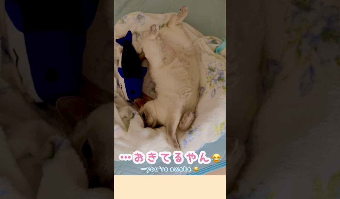 甘えん坊猫の無防備すぎるへそ天が可愛すぎた🐾