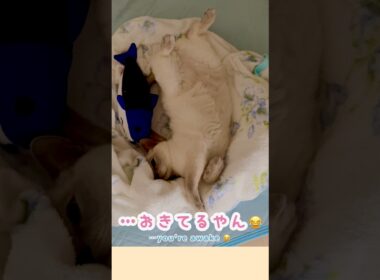 甘えん坊猫の無防備すぎるへそ天が可愛すぎた🐾