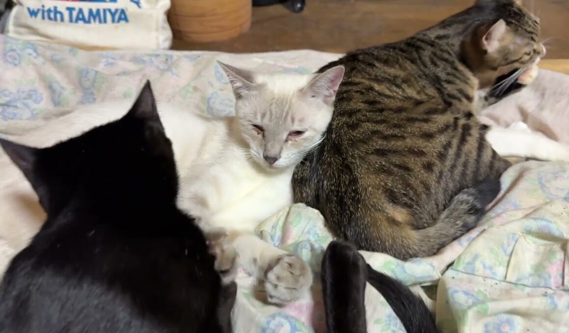 キジシロのルルに寄り添うシャムの雫に、いきなり、ちょっかいを出す黒猫の黒夢。ビックリして、鳴く雫だったが