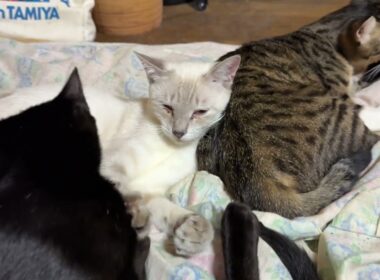 キジシロのルルに寄り添うシャムの雫に、いきなり、ちょっかいを出す黒猫の黒夢。ビックリして、鳴く雫だったが