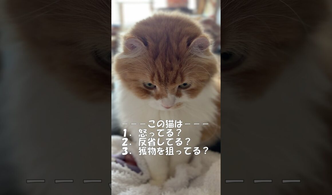この猫は？ #cat #猫のいる暮らし #アメリカンカール
