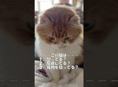 この猫は？ #cat #猫のいる暮らし #アメリカンカール