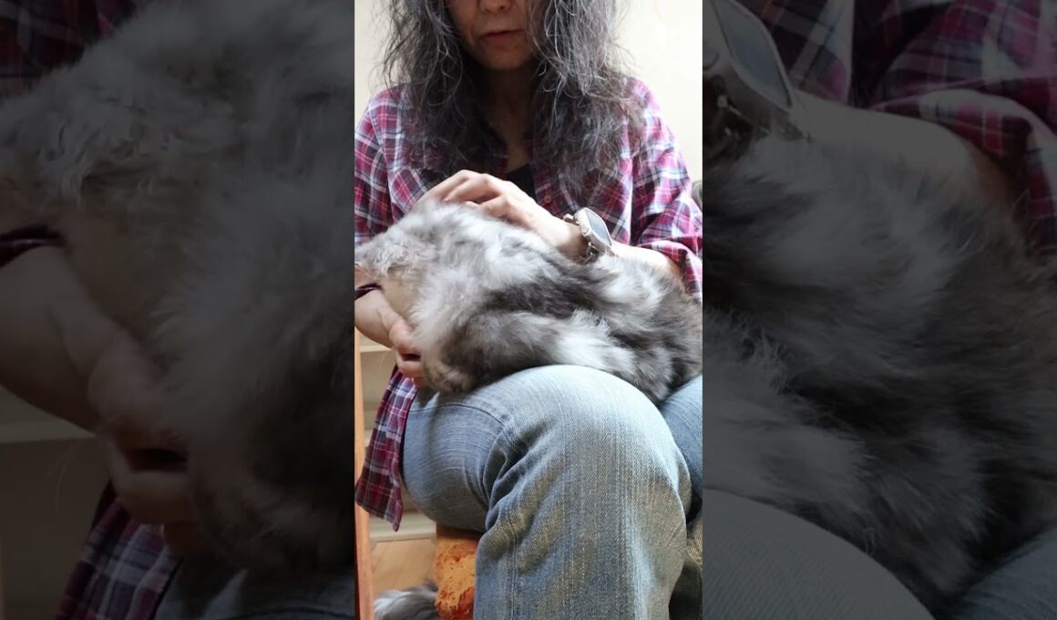 新しいお家へシルバーのメインクーン翔之介君